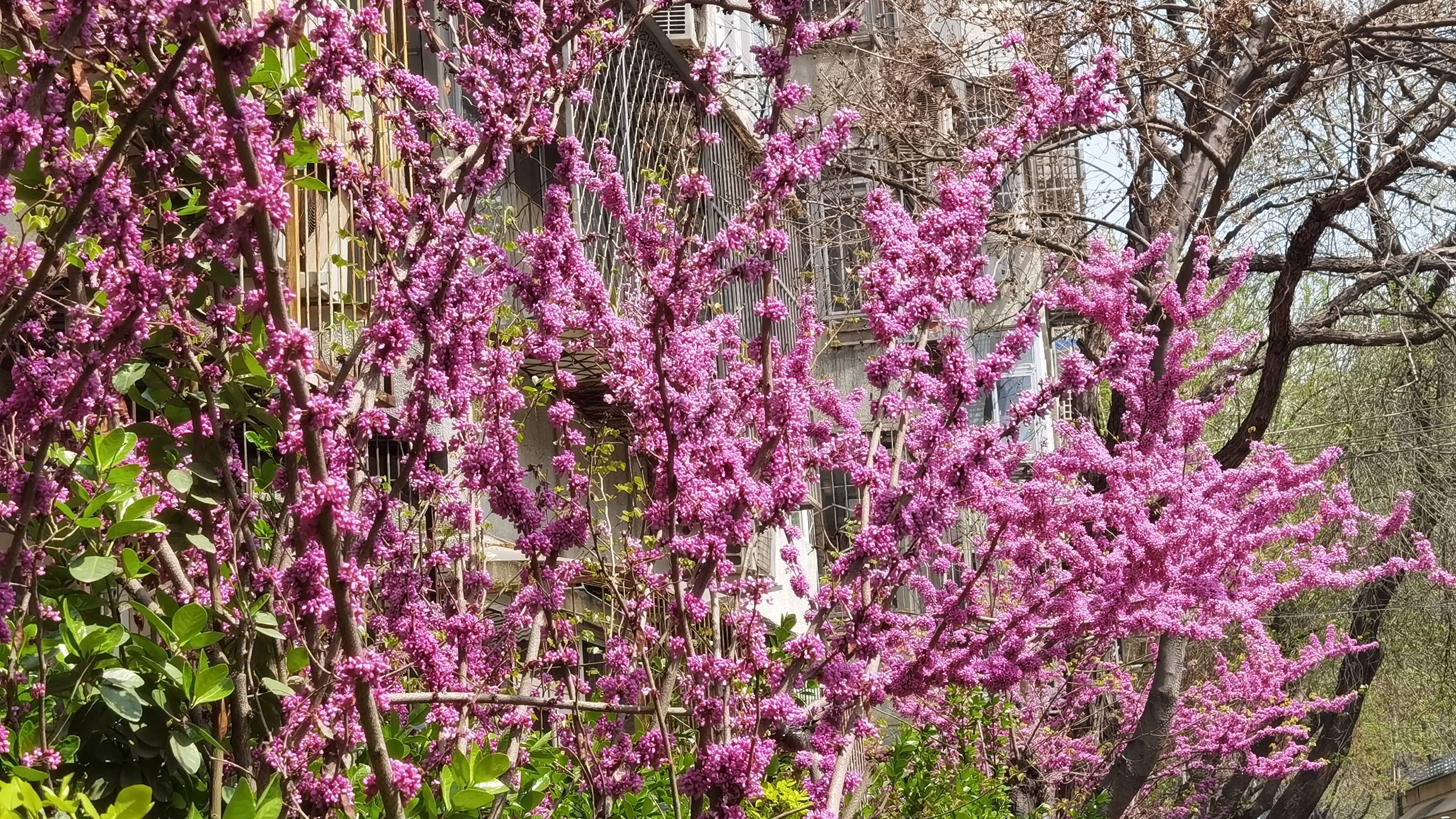 紫金花和紫荆花花语图片