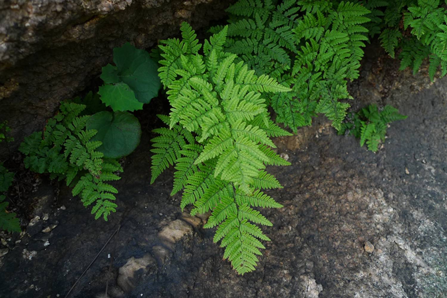 鳞毛蕨茎部图片图片