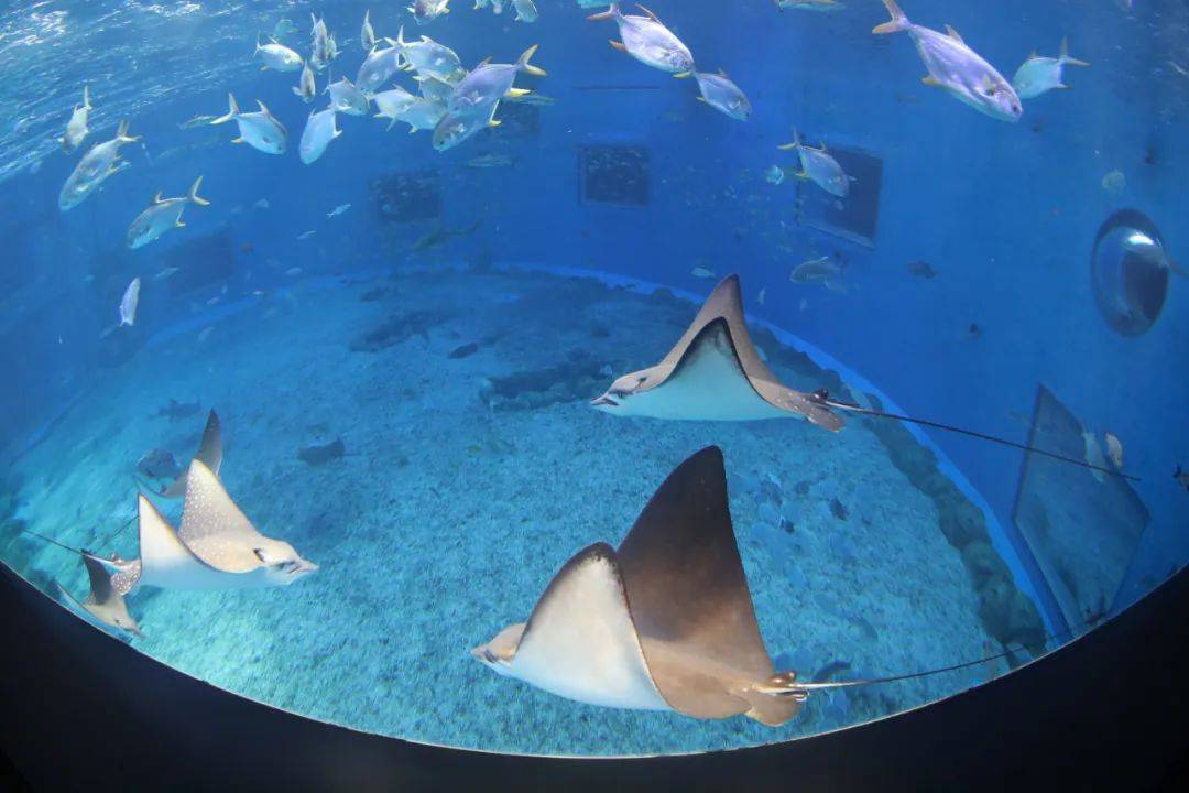 愿每个想去日照的人都能刷到这篇