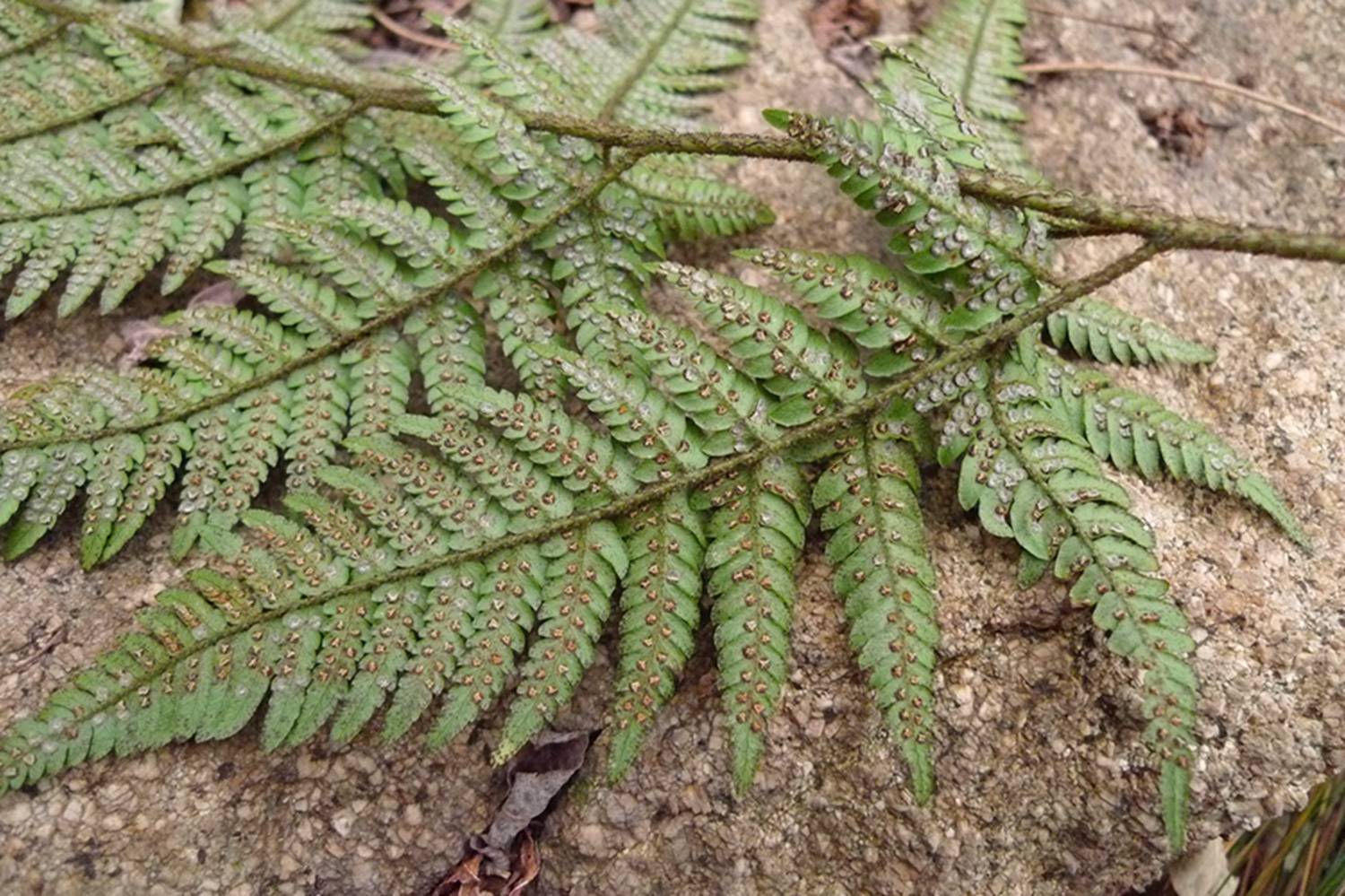 我见到的山东本土野生植物(29)两色鳞毛蕨