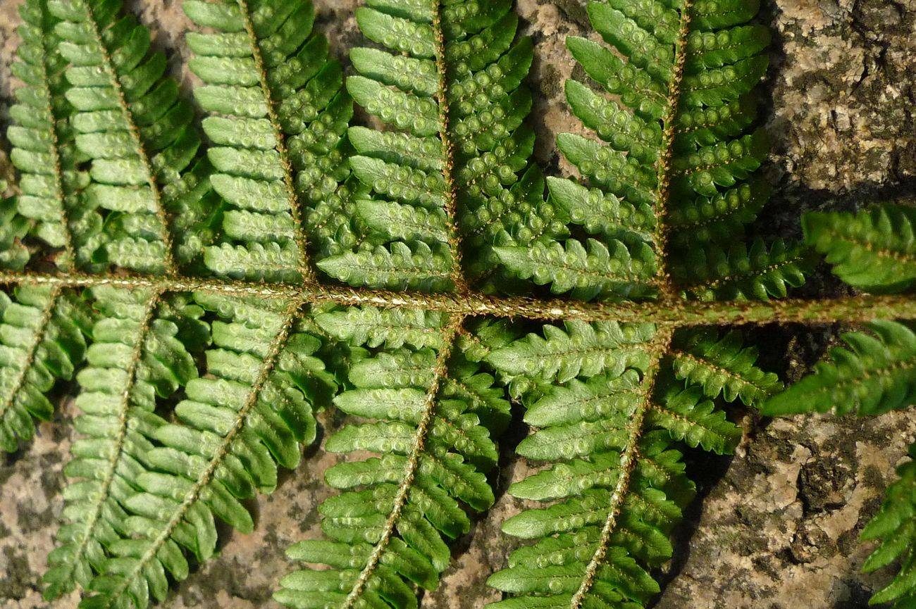 我见到的山东本土野生植物(29)两色鳞毛蕨