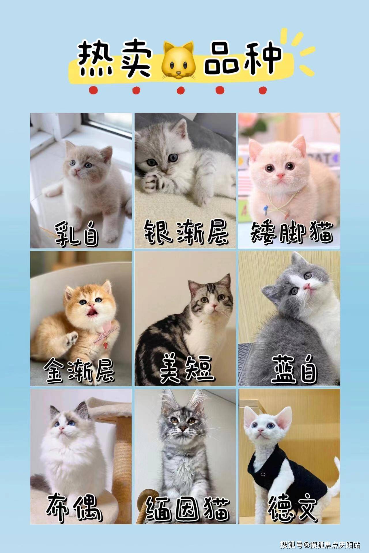 银渐层母猫和公猫对比图片