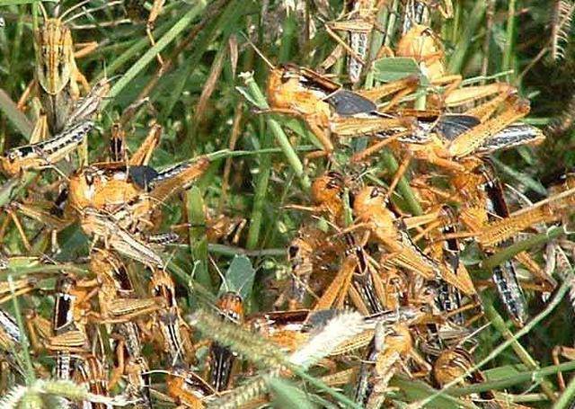 捐不太多_蝗虫_中国_人口