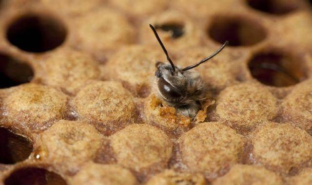 繁衍后代的责任;雄蜂,一生养精蓄锐,专侍蜂王,"婚