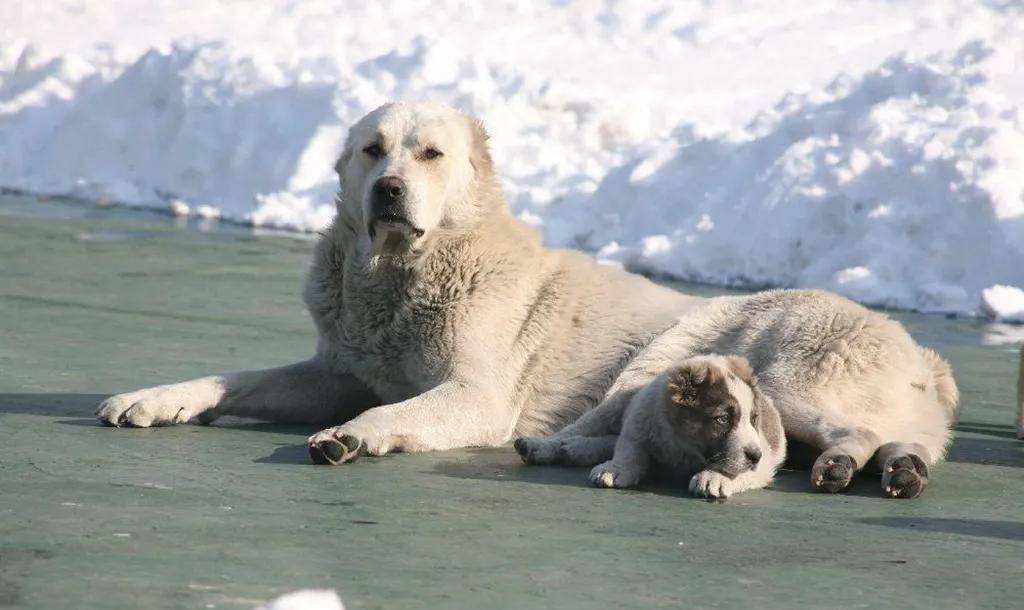 这种旅獒,据伊朗考古研究者发现,就是今天土库曼斯坦境内的阿拉拜犬.