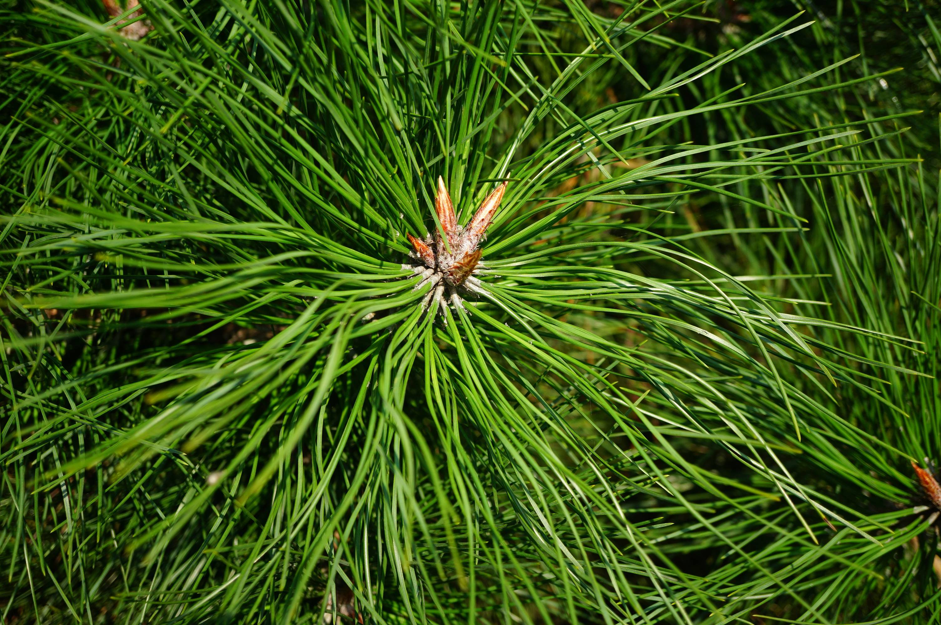 我见到的山东本土野生植物