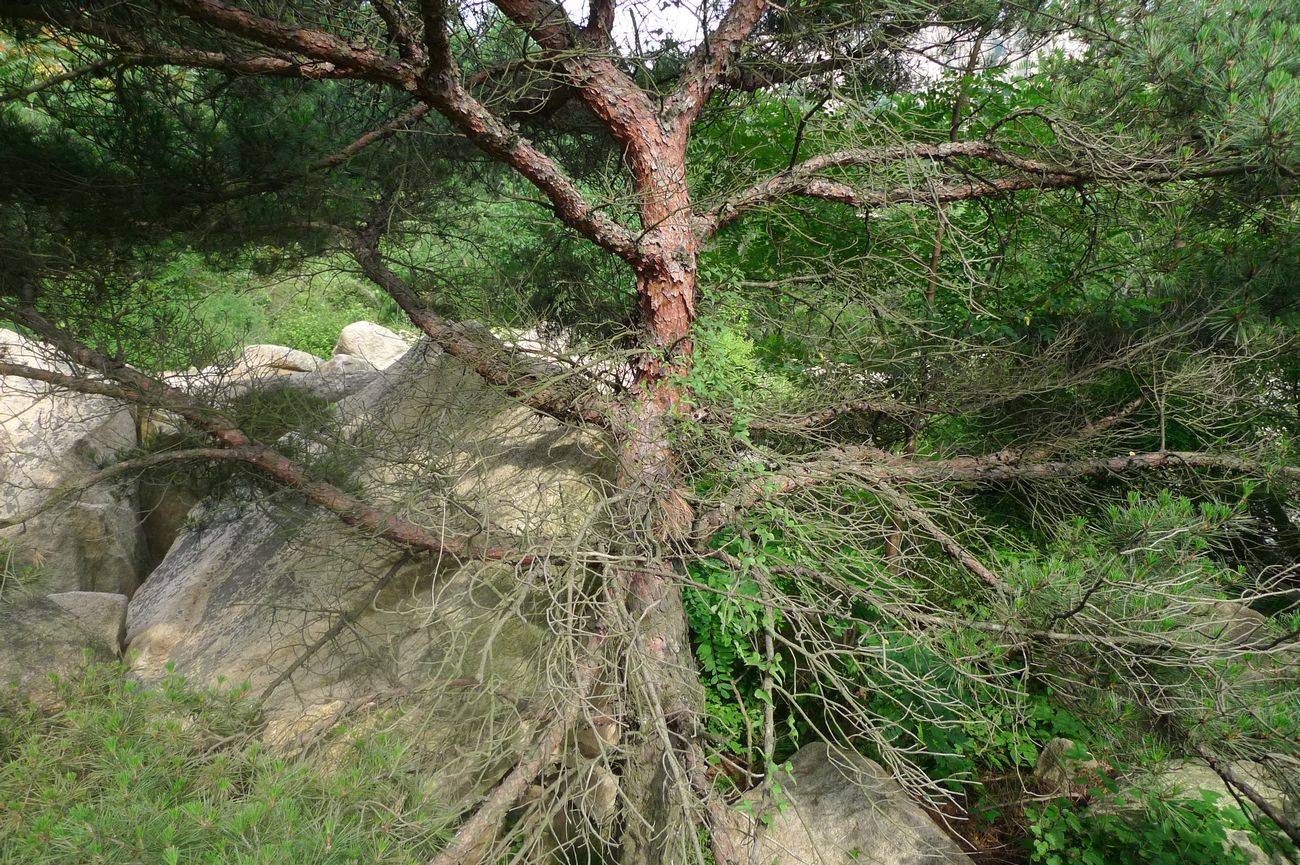 我见到的山东本土野生植物