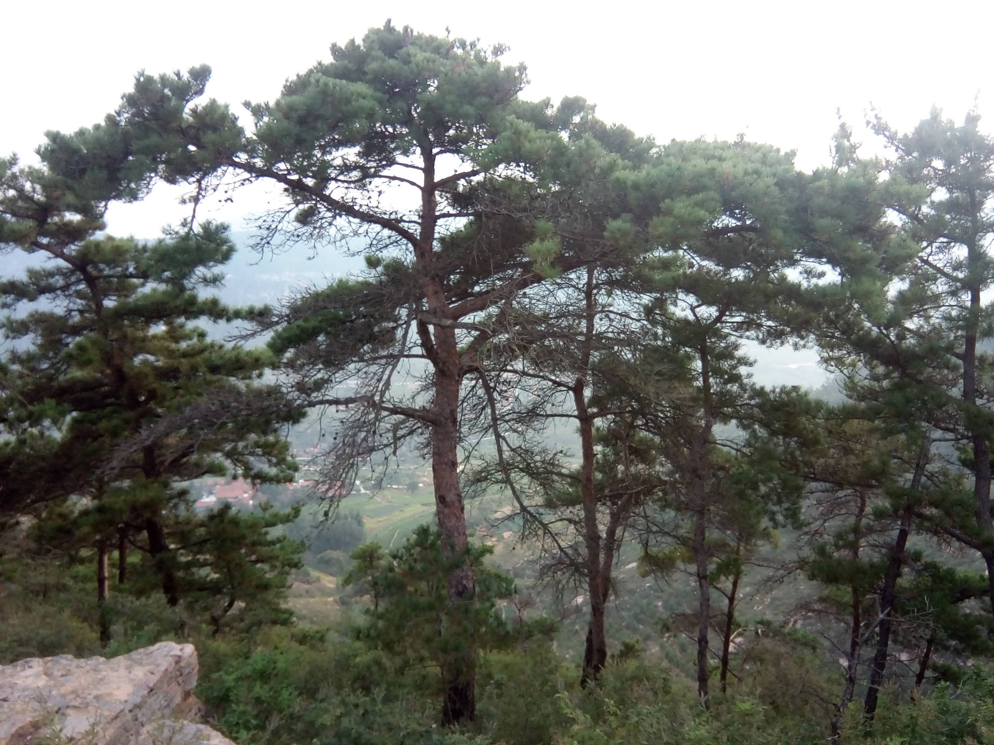 我见到的山东本土野生植物