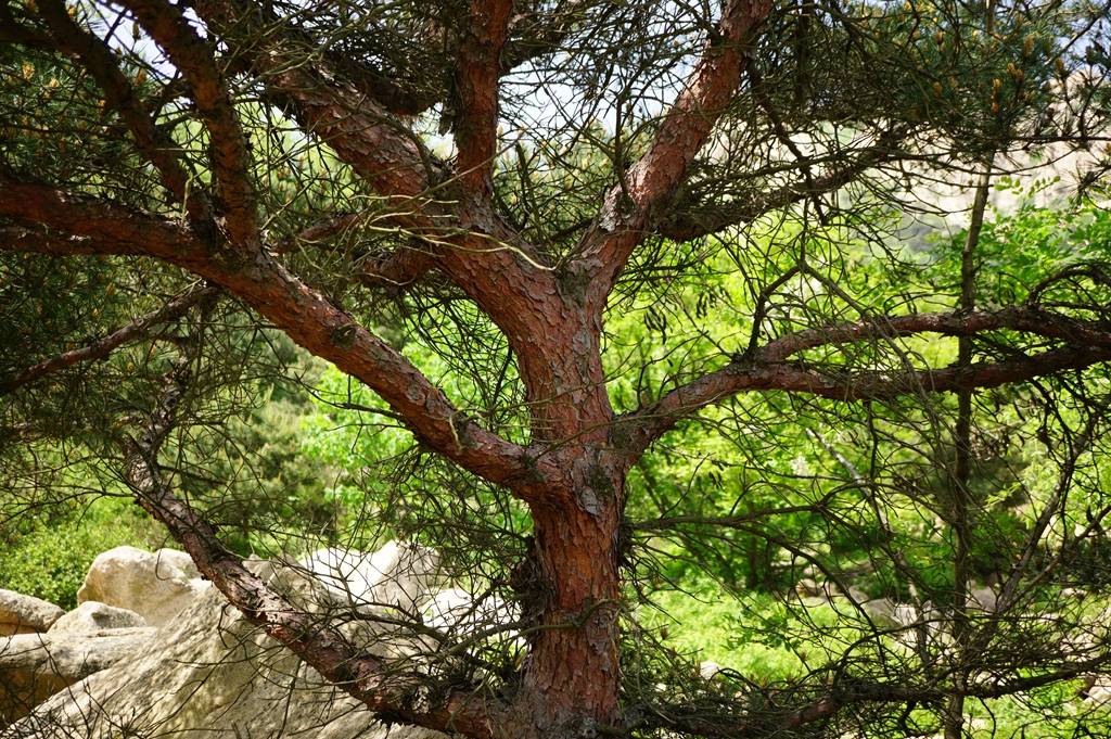 我见到的山东本土野生植物