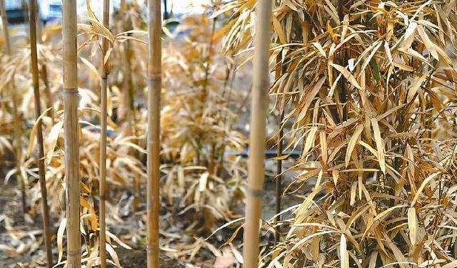 原创竹子开花马上搬家为何老人会这么说今已被科学证实