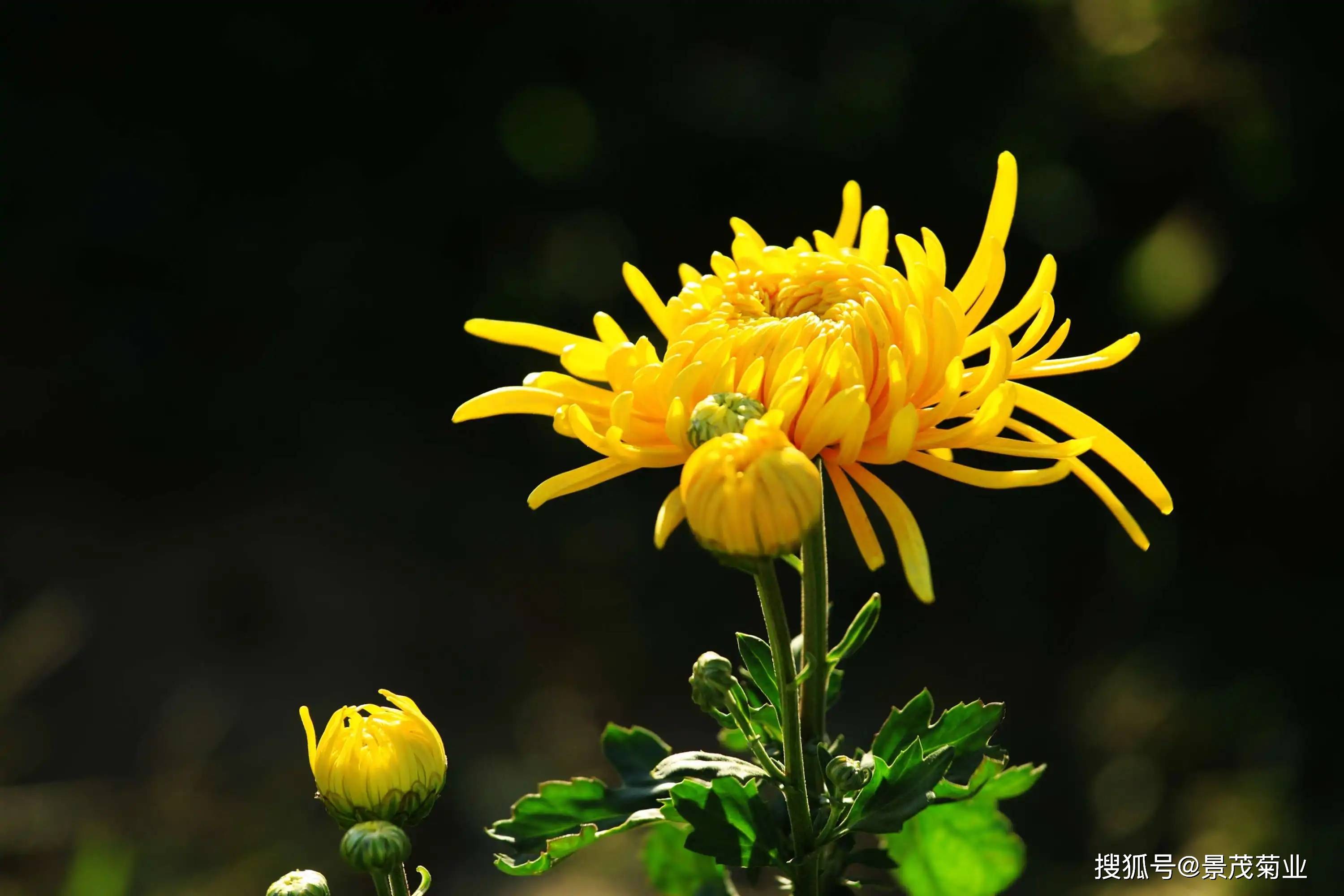 菊花知识让你秒懂菊花