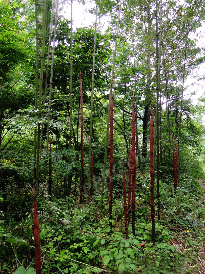 我见到的山东本土野生植物(50)淡竹