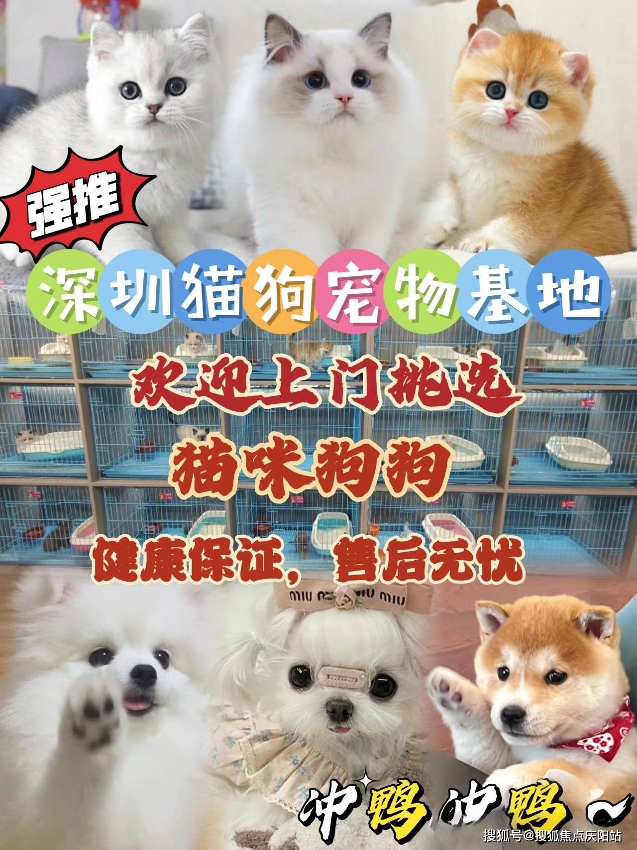 买金毛幼犬首页网站深圳罗湖区买金毛幼犬在哪里买可靠靠谱