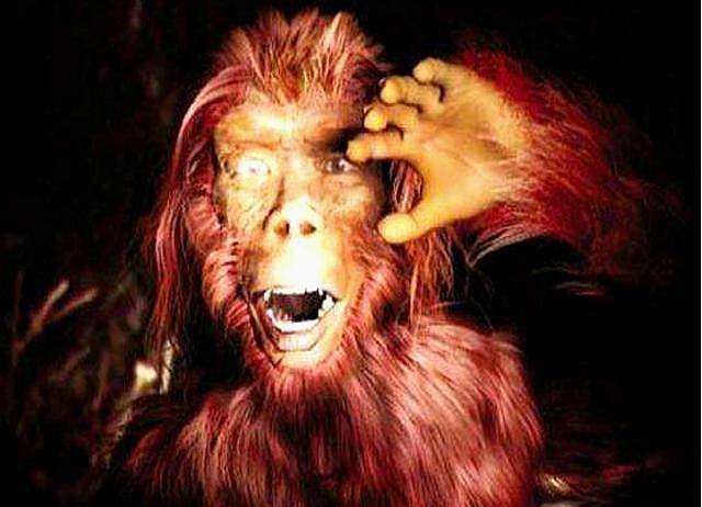 三峡猴娃是不是野人20年来猴娃的六大变异为何无解