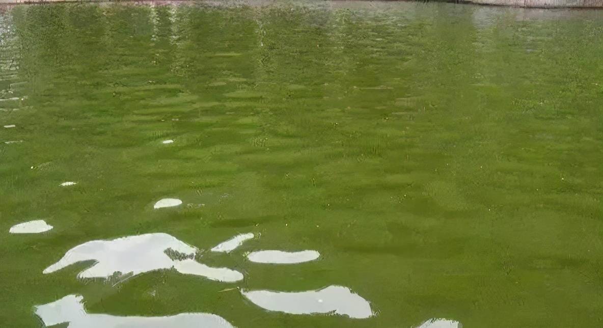 养殖池塘水浓怎么办?三招帮您改善!