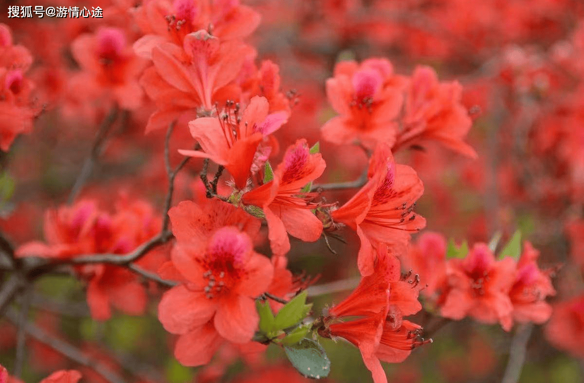 春风十里只为等你来,佛冈迳头通天蜡烛杜鹃花红如烈火,娇艳欲滴