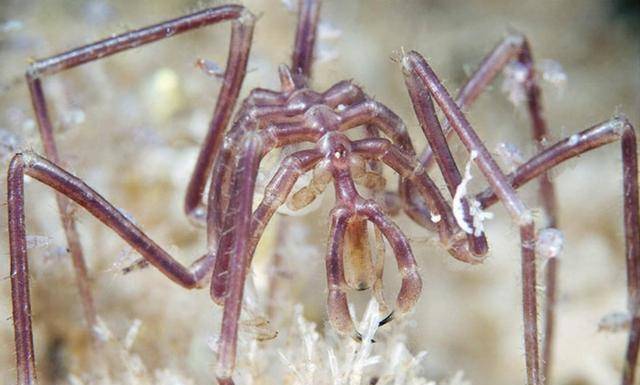 你有听说过它吗_蜘蛛_发展_深海