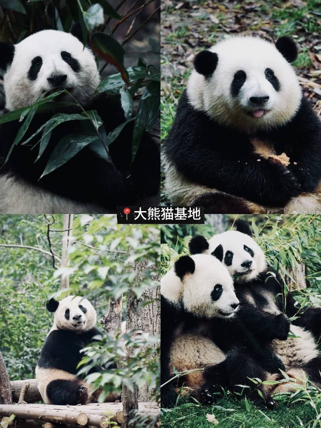 成都市_九寨沟_旅行