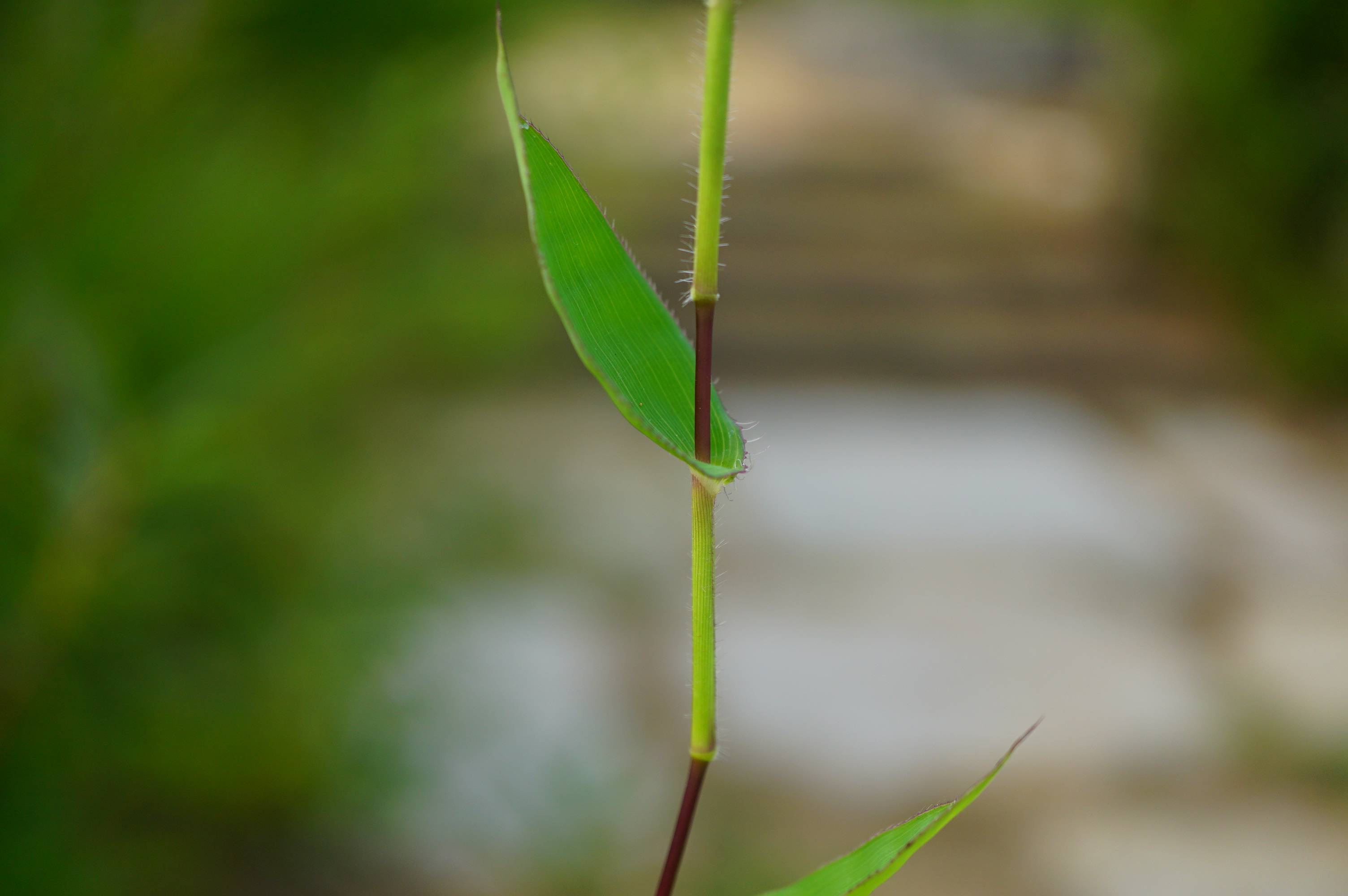 我见到的山东本土野生植物