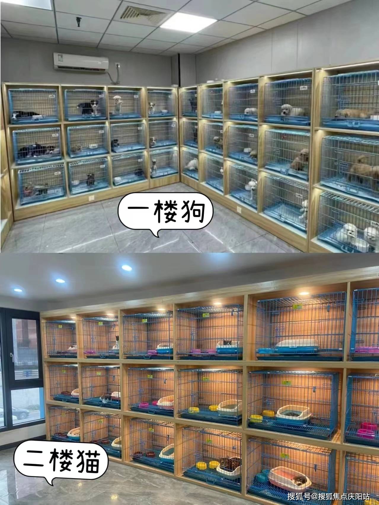 东莞市汇京路22号旁,正规犬舍猫舍基地,找宠物,就来这里,东莞看宠物