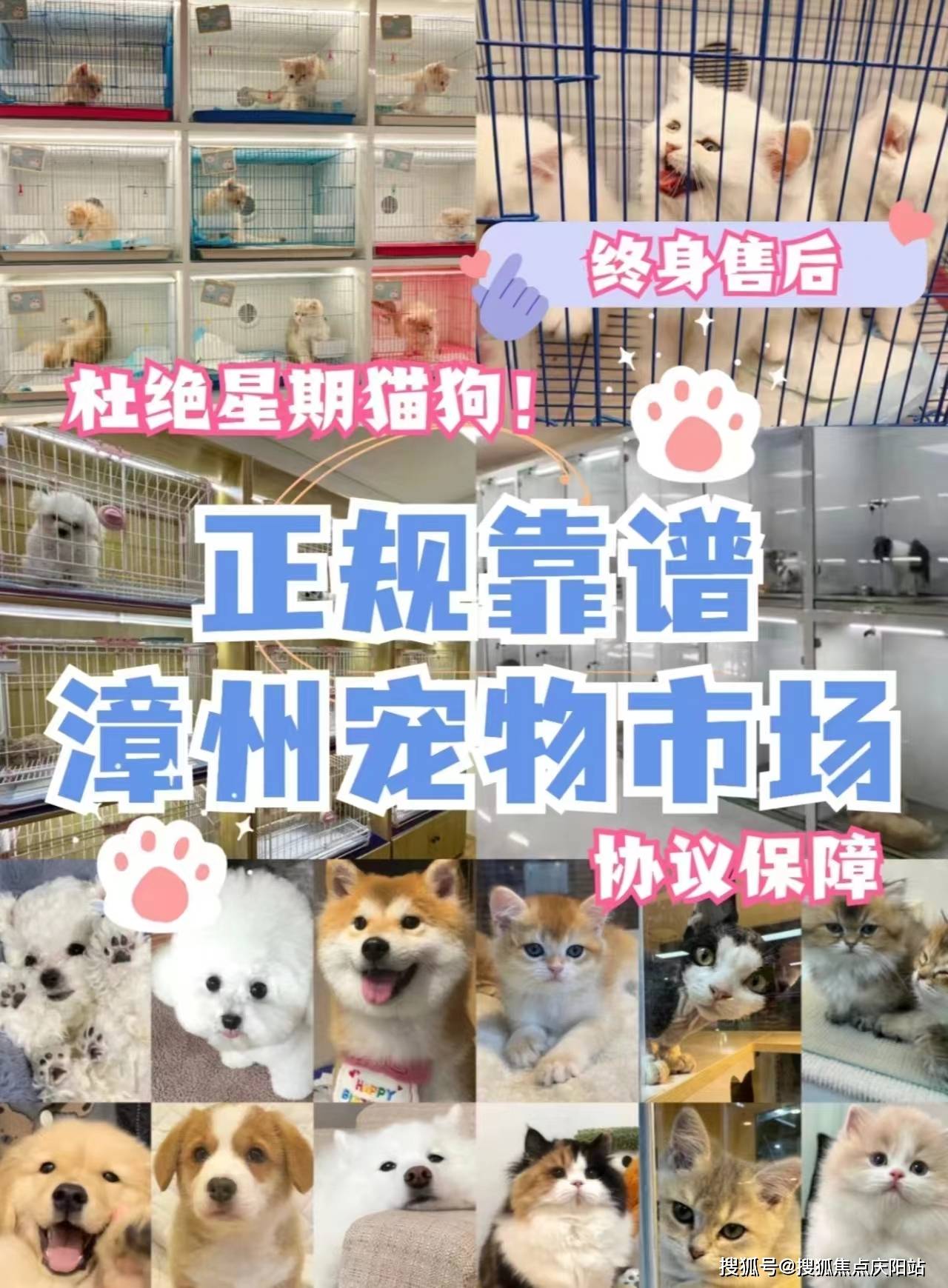 漳州买拉布拉多狗狗首页网站丨漳州哪里有正规卖拉布拉多狗狗的宠物店