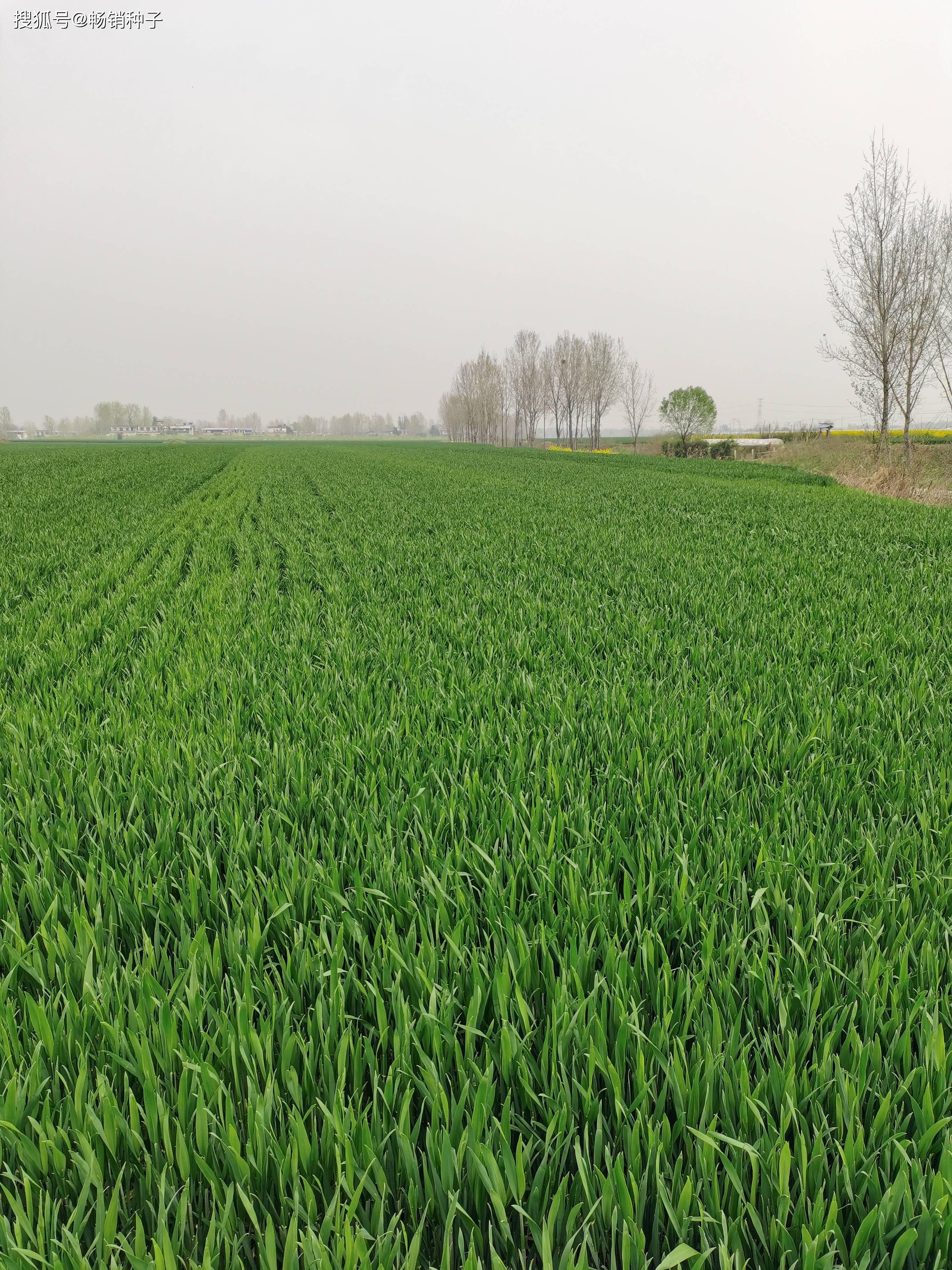 温度适宜,土壤墒情好,对小麦生长十分有利,中旬后,小麦陆续将进入孕穗