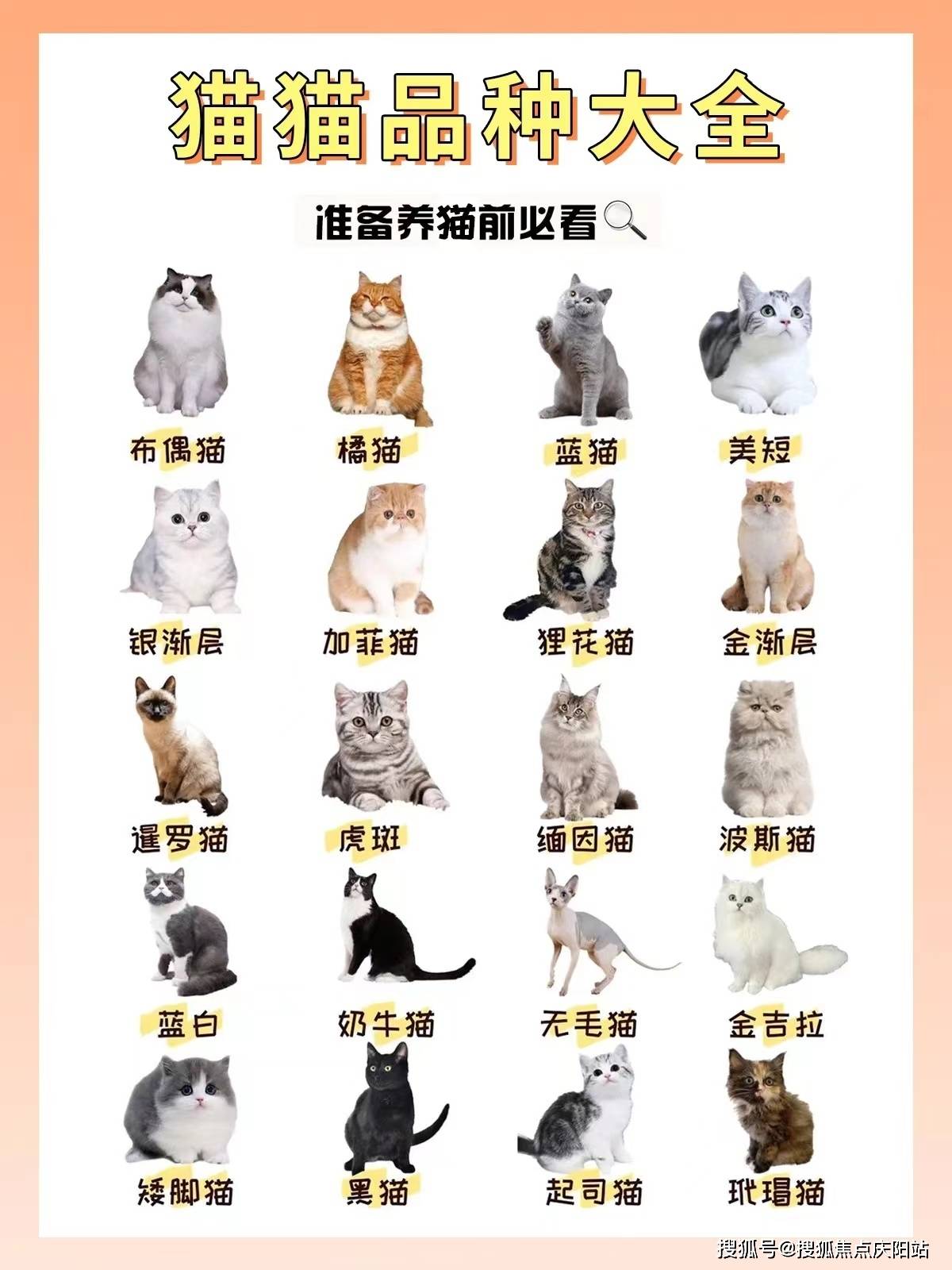 昆明官渡区买萨摩耶犬什么价格 昆明福安家猫犬舍 欢迎您