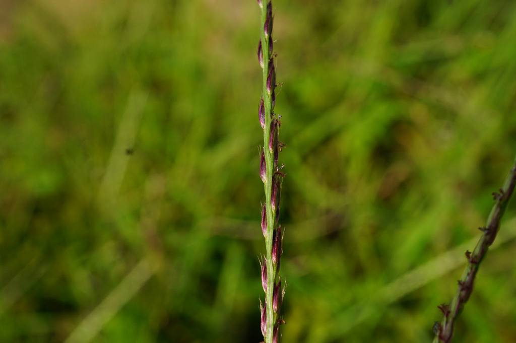 我见到的山东本土野生植物