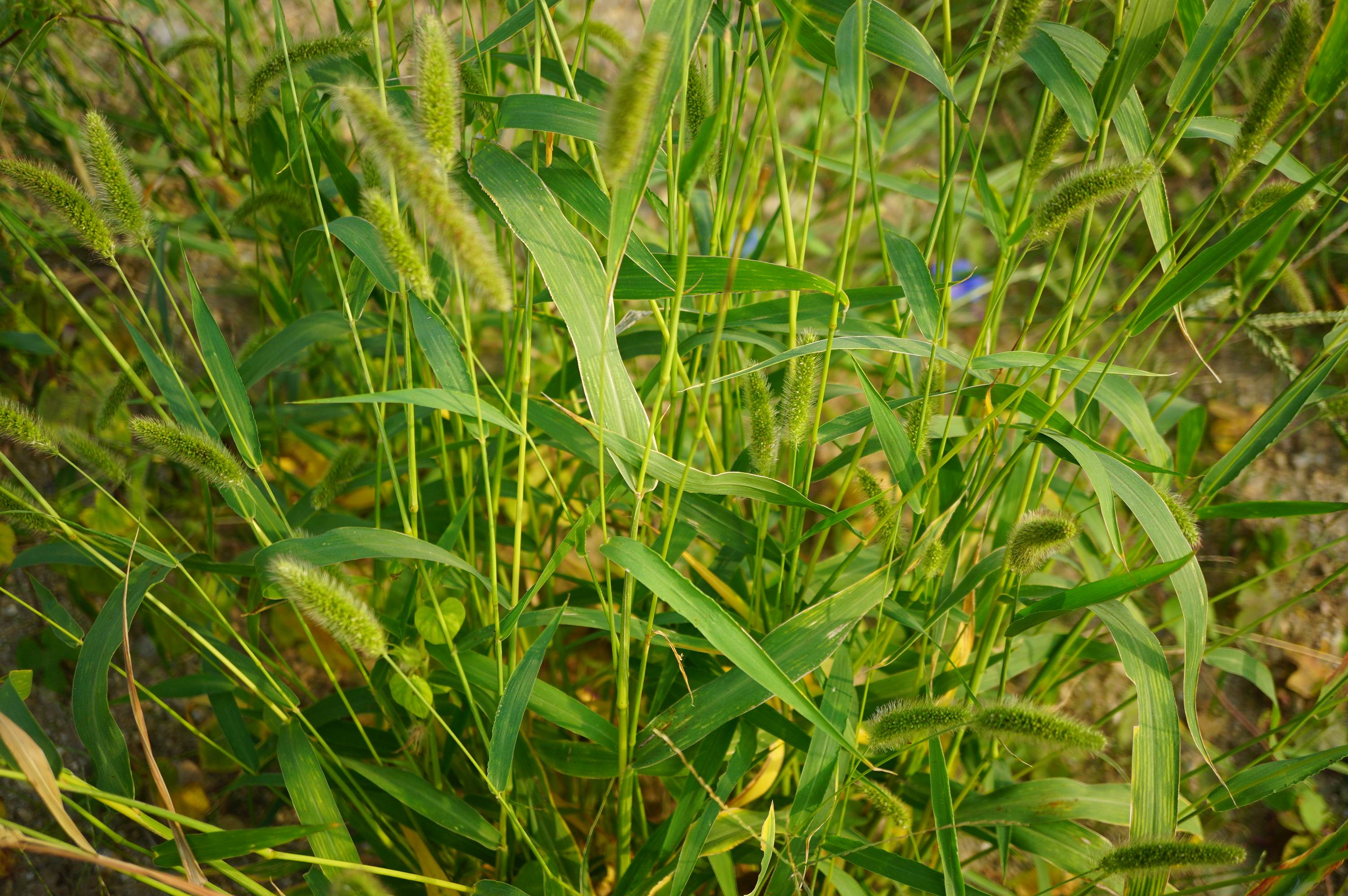 我见到的山东本土野生植物