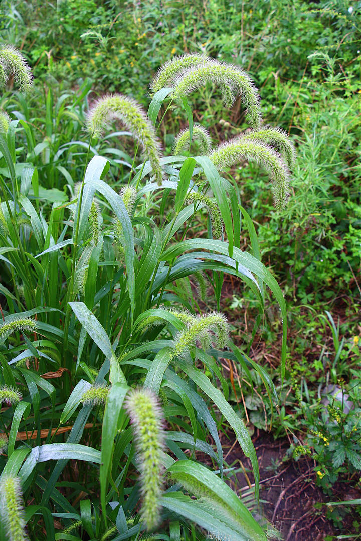 我见到的山东本土野生植物