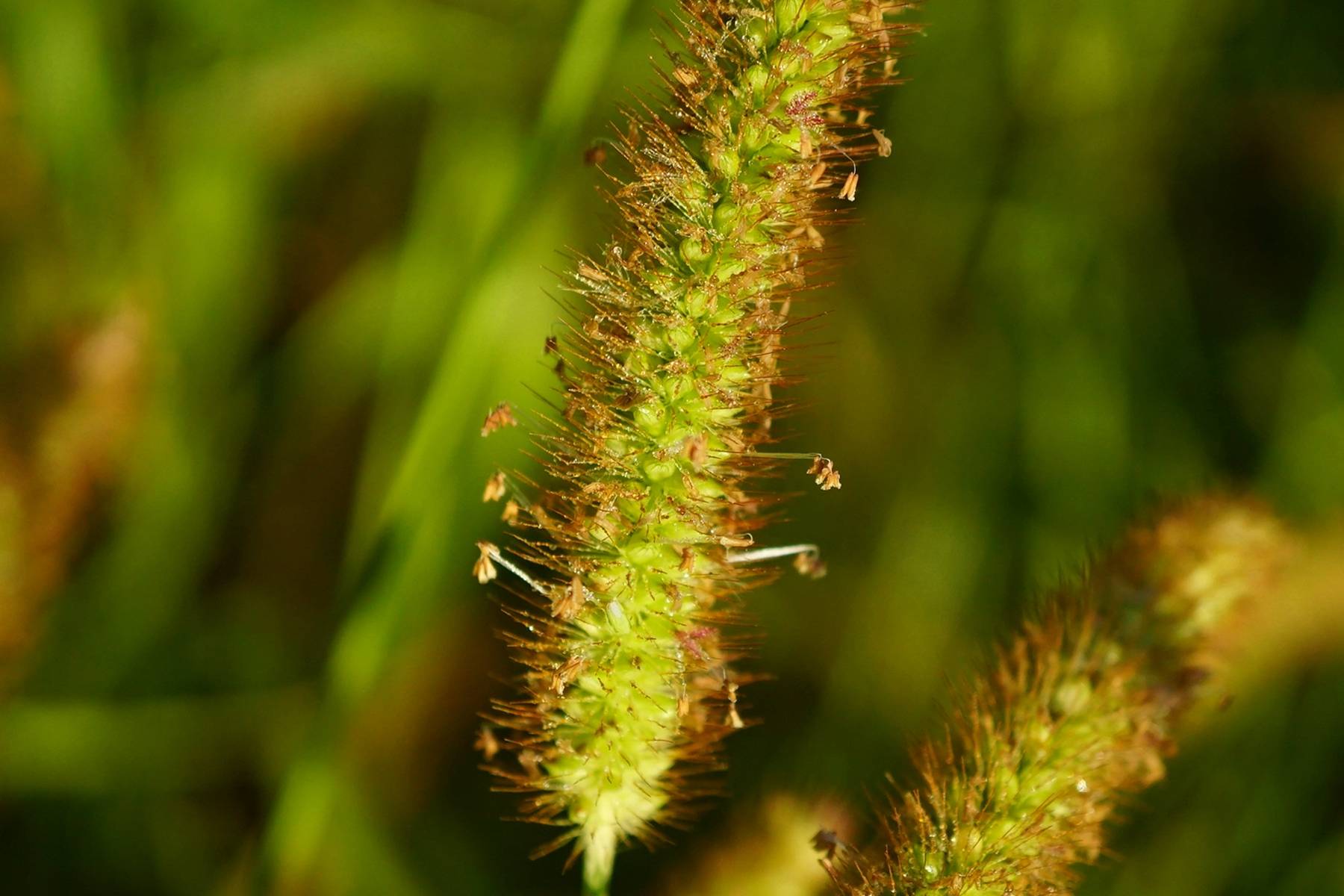 我见到的山东本土野生植物