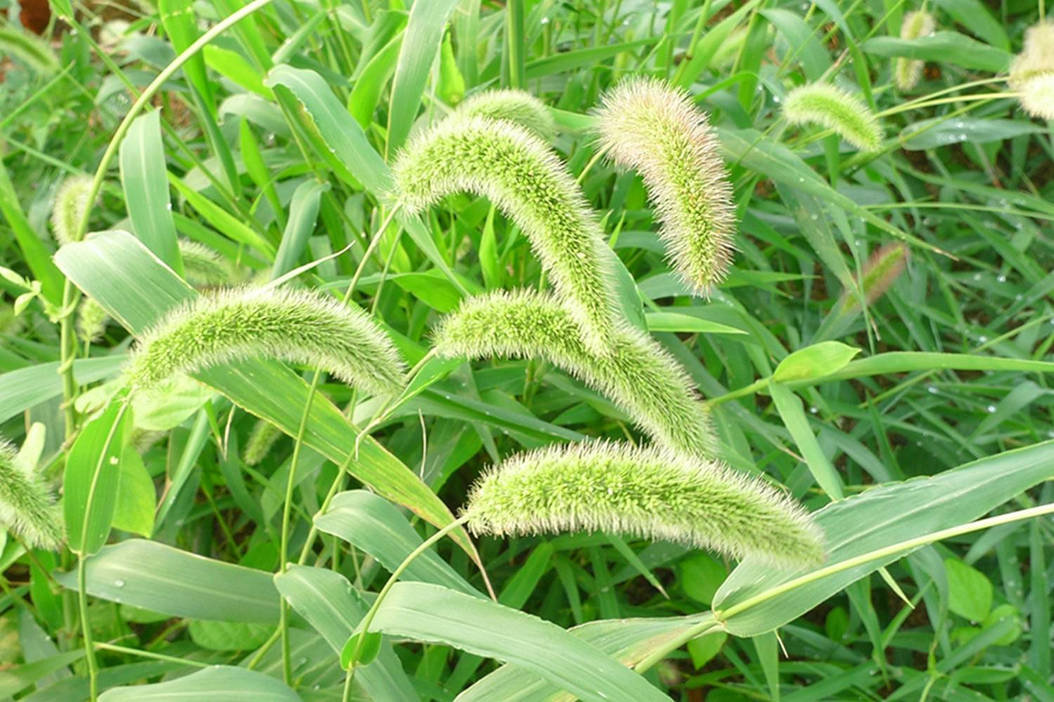 我见到的山东本土野生植物