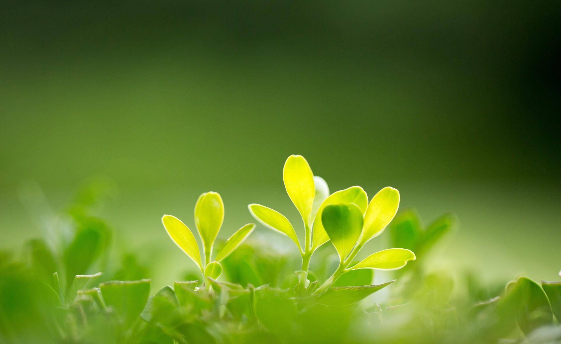 ppt 背景 壁纸 电脑桌面 发芽 绿色 绿色植物 绿叶 嫩芽 嫩叶 树叶