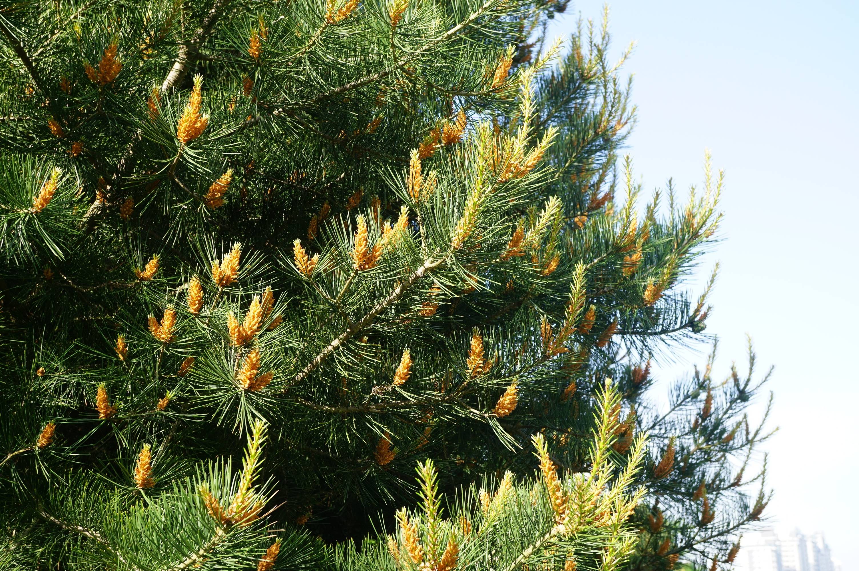 我见到的园林栽培植物