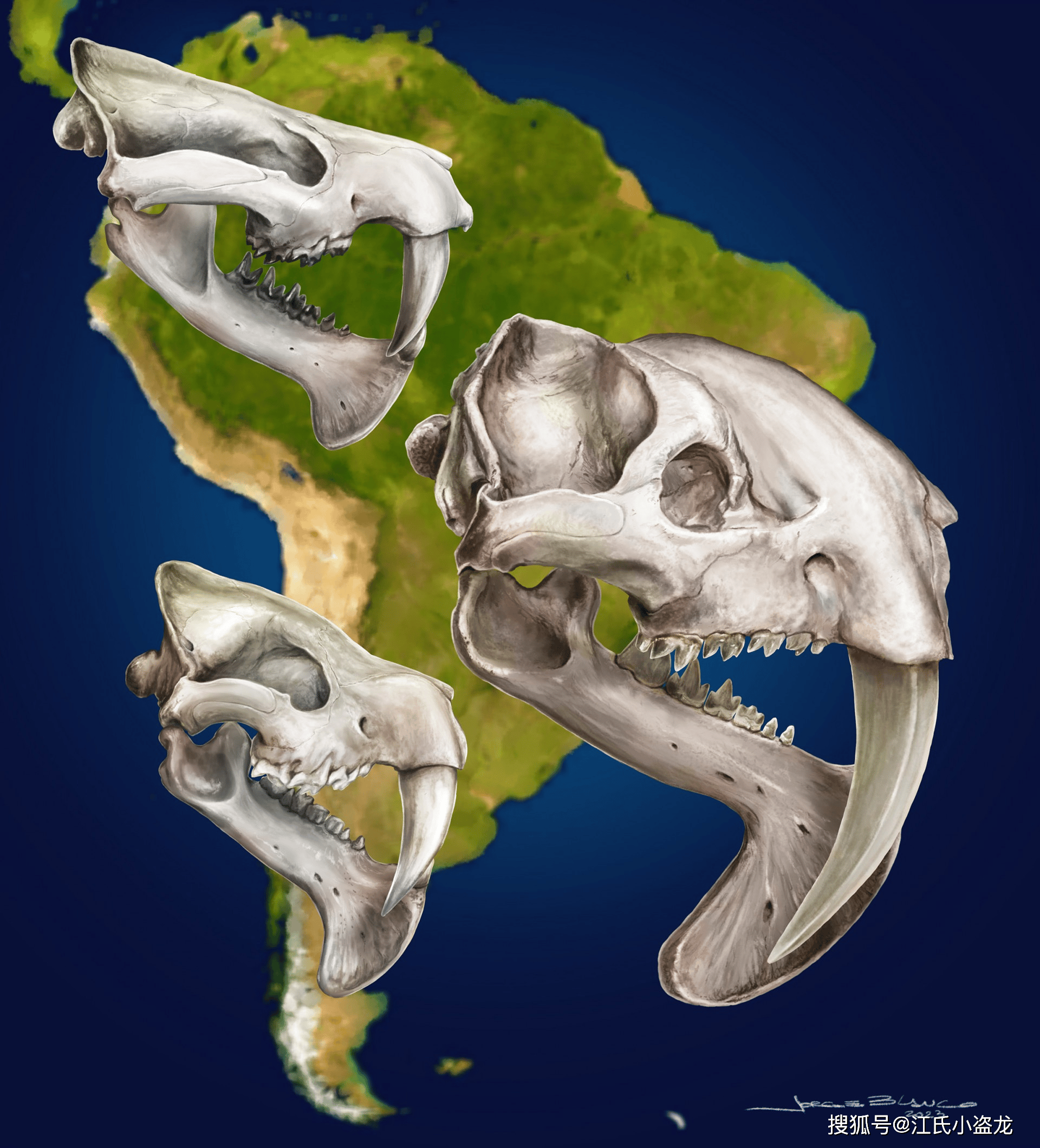 南美发现剑齿有袋类猛兽!