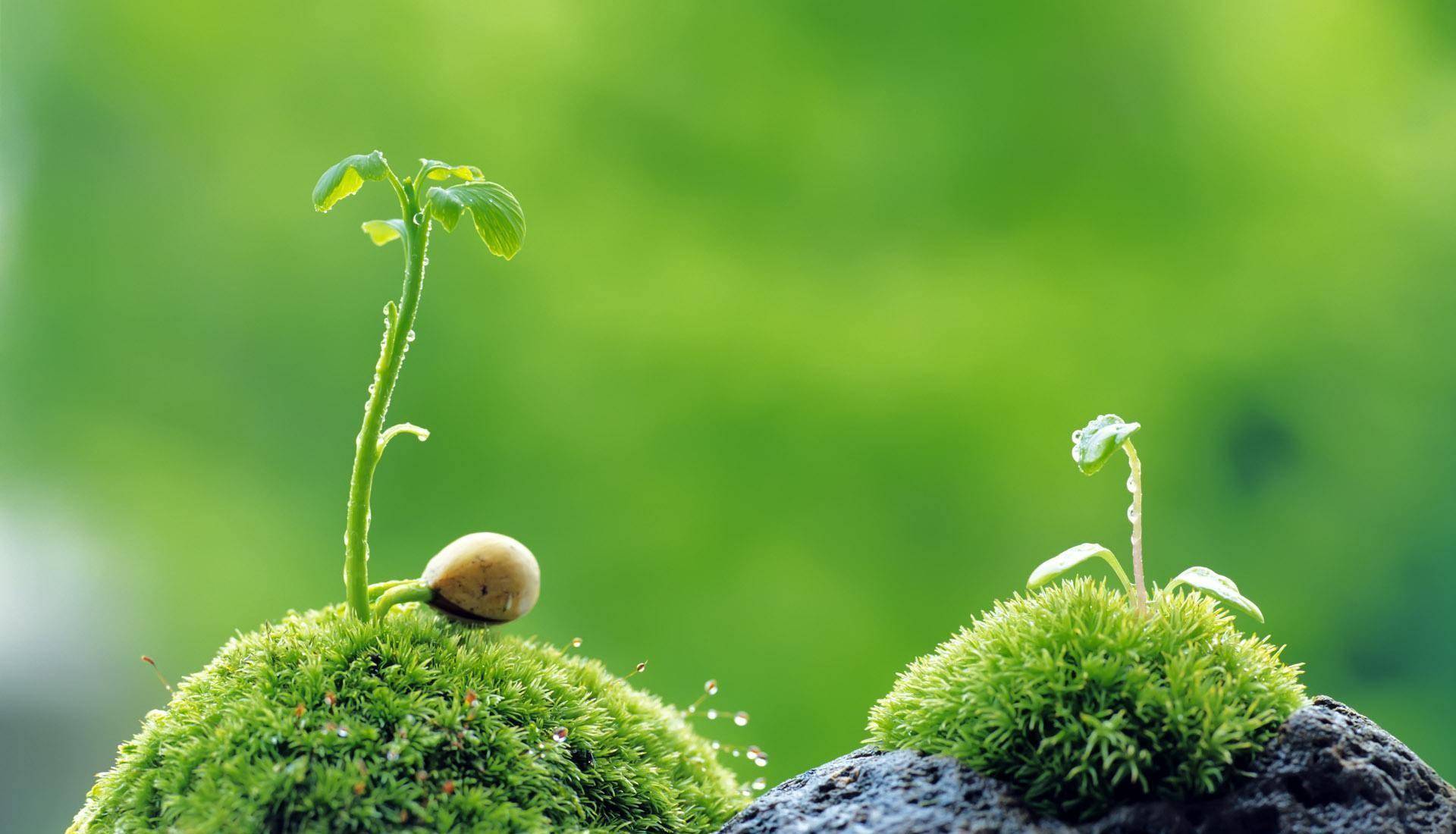 ppt 背景 壁纸 电脑桌面 发芽 绿色 绿色植物 嫩芽 嫩叶 新芽 植物