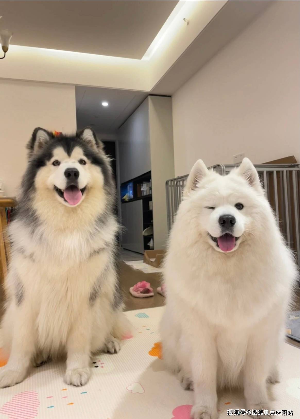 萨摩耶犬首页网站(太原杏花岭区)买萨摩耶犬去哪里买_宠物_福安_纯种