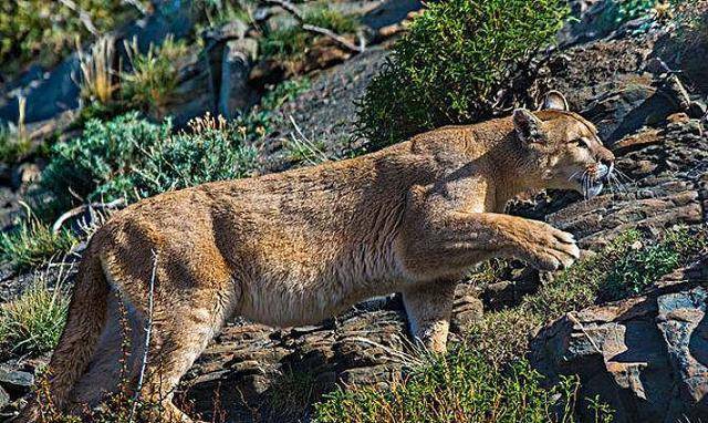 曹操在白狼山见到两头怪兽,一头是狮子,还有一头至今无人知晓
