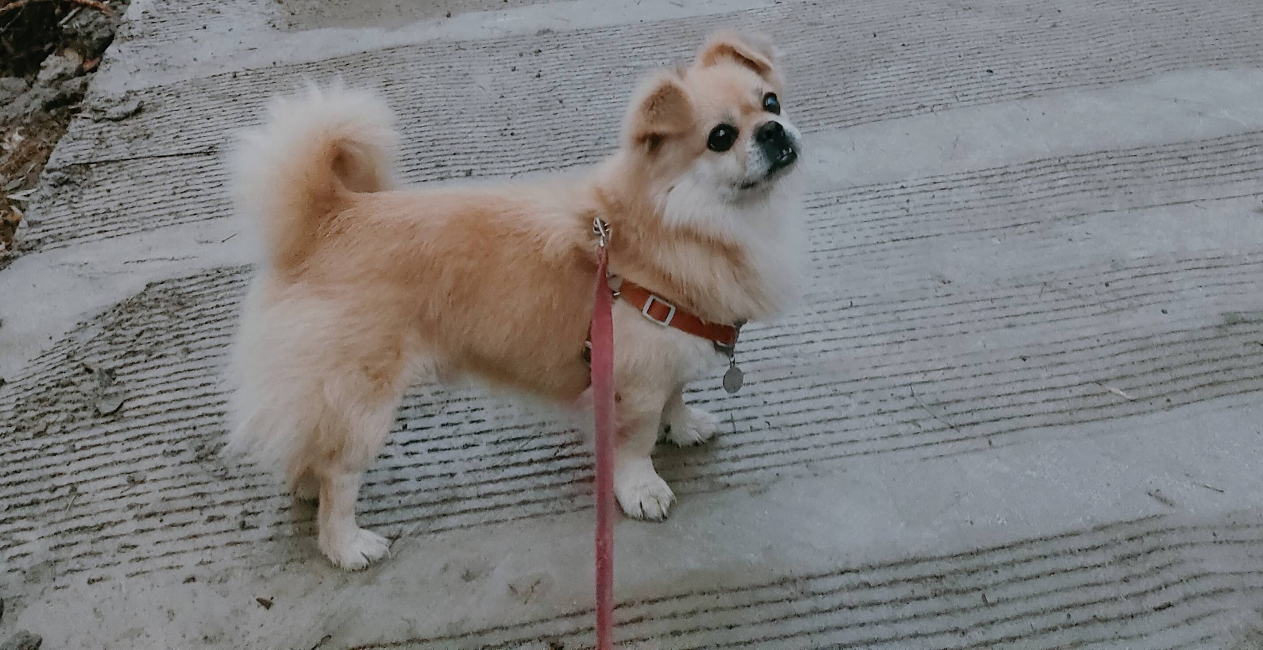 江苏省宿迁市泗阳县有偿寻狗1000寻京巴串串