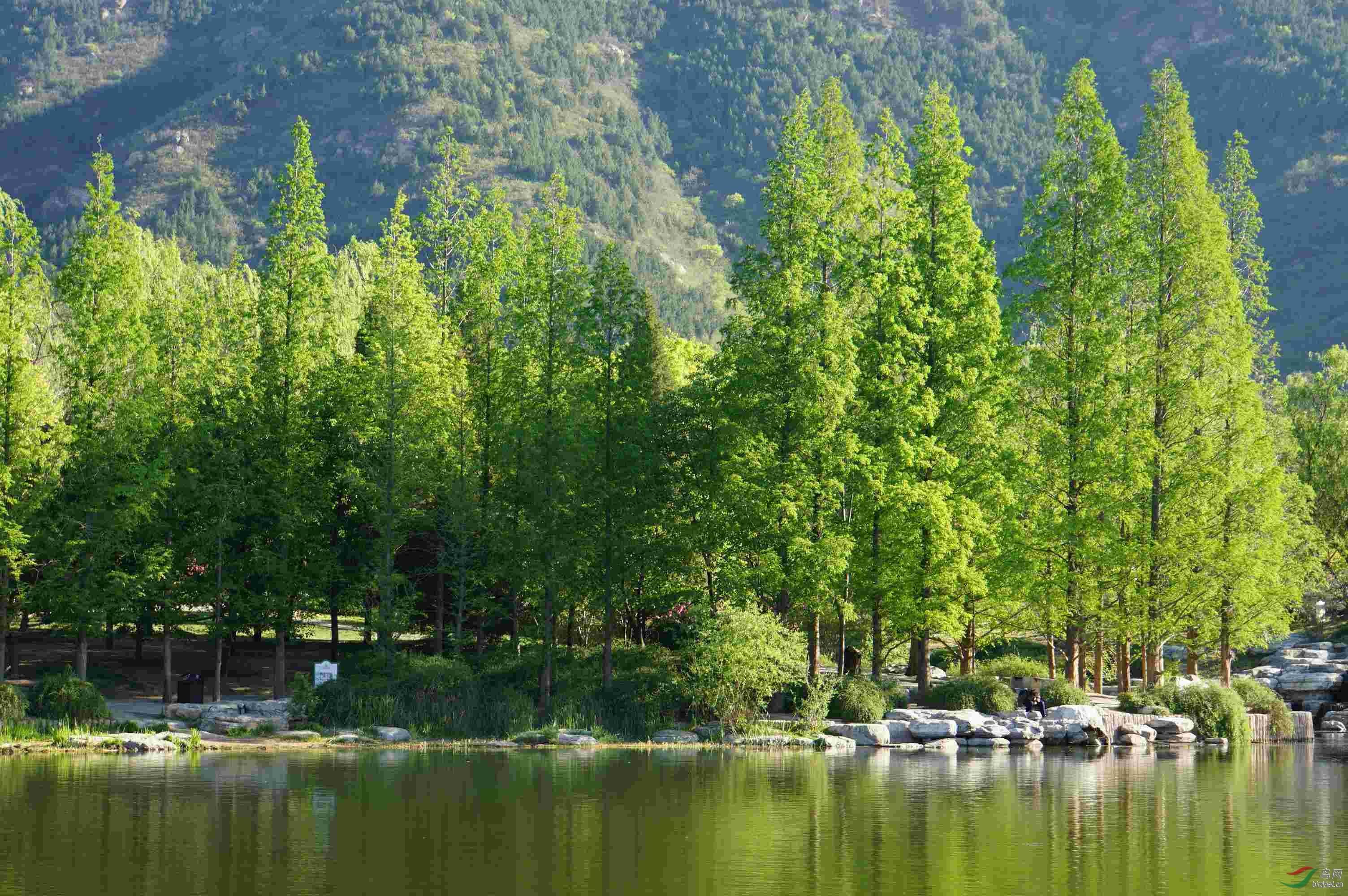 我见到的山东本土植物和园林栽培植物