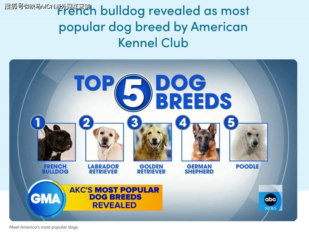 又一宠物品牌火速出圈,到底他们是怎么做的?跨境人必看