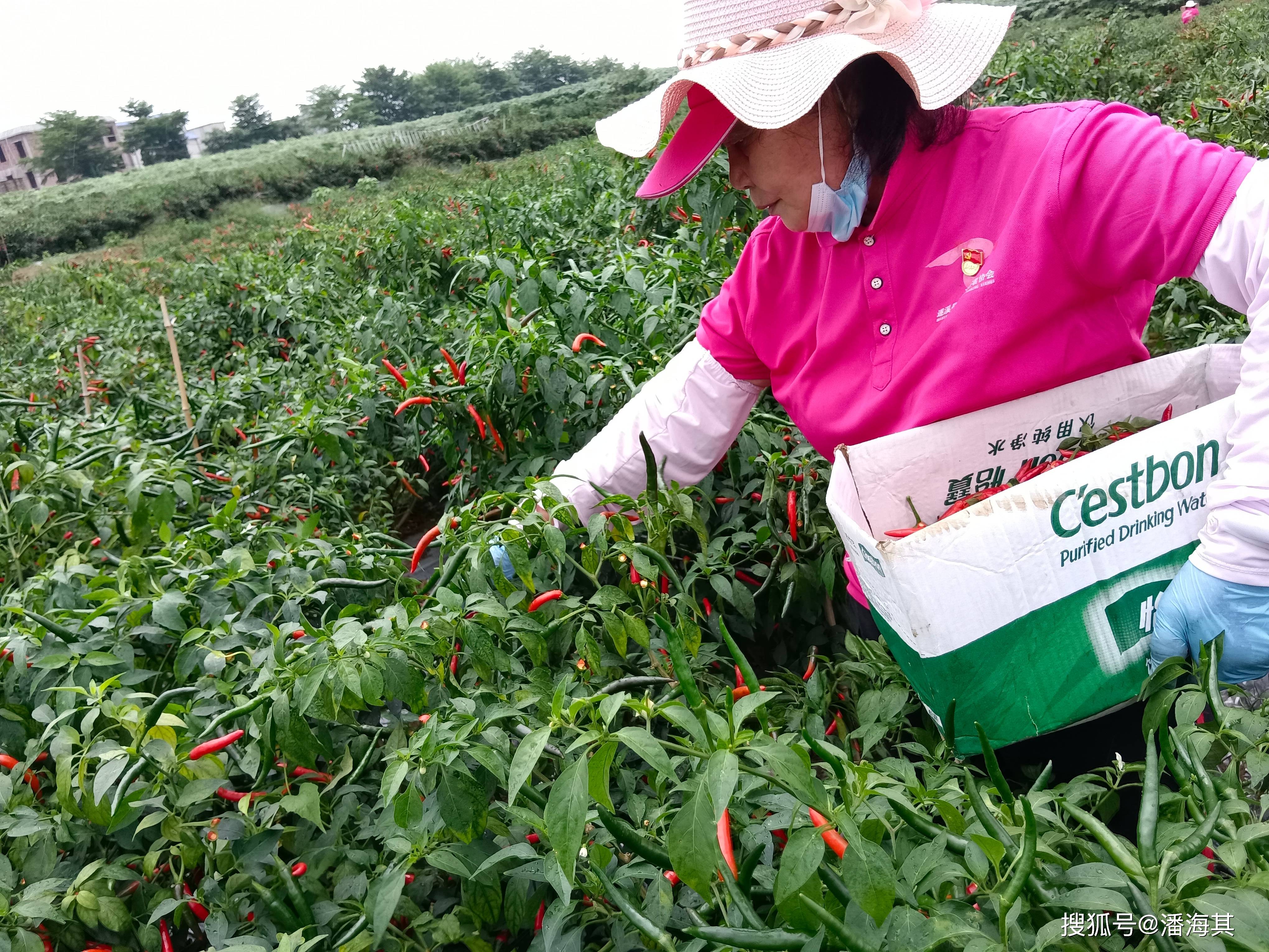 遂溪县众成志愿者采摘辣椒助力乡村振兴