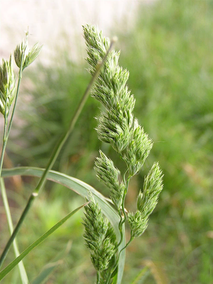 我见到的山东本土植物和园林栽培植物(166)鸭茅