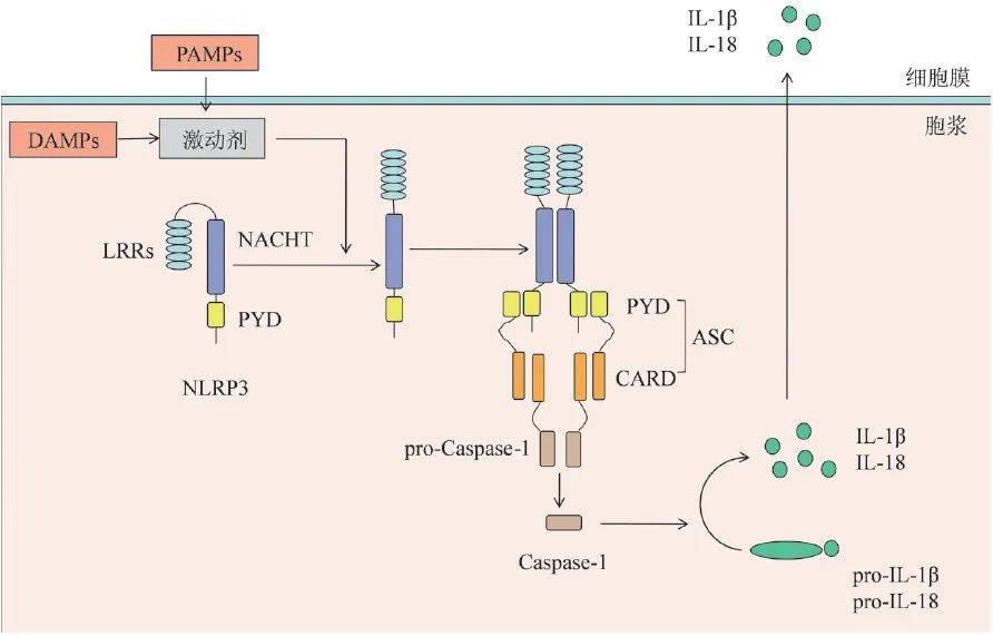 发生二聚,nlrp3氨基端与凋亡相关斑点样蛋白(apoptosis
