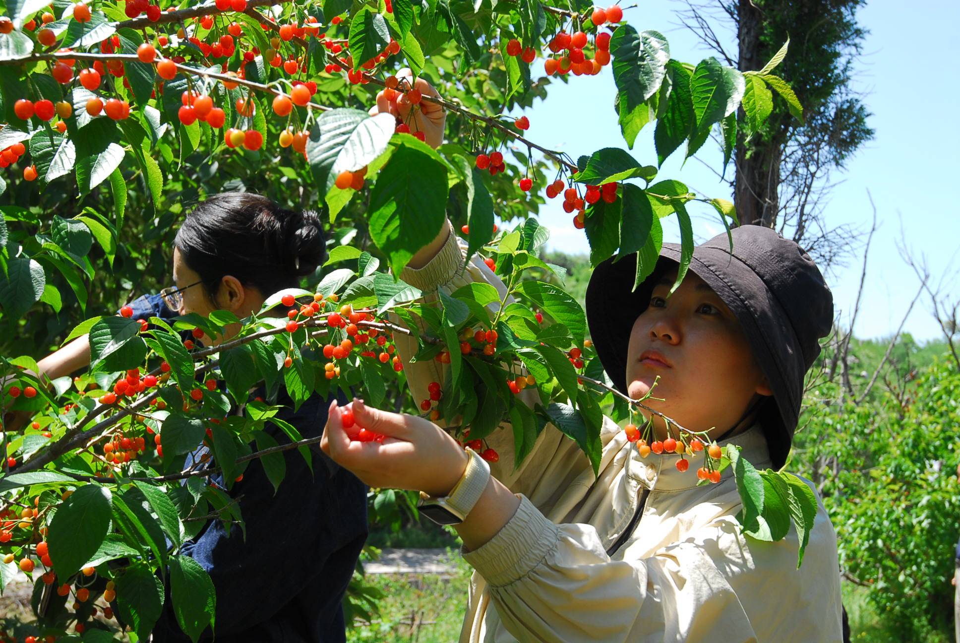 山东即墨:农家樱桃红 游客采摘乐