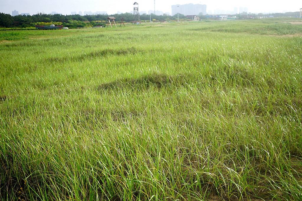 我见到的山东本土植物和园林栽培植物（180）滨麦_单生_穗轴_外稃