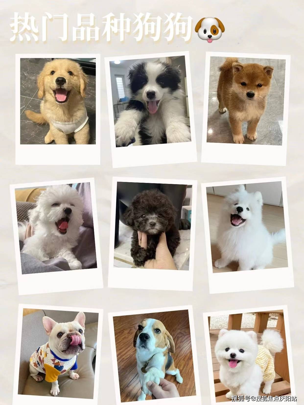 东莞买萨摩耶犬首页网站丨东莞哪里有萨摩耶犬出售丨东莞福安家猫犬舍