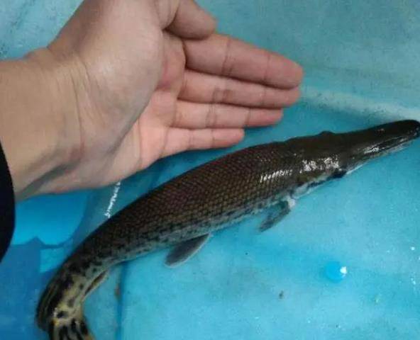 多人遭袭击受伤,这条鱼究竟是个什么来头?