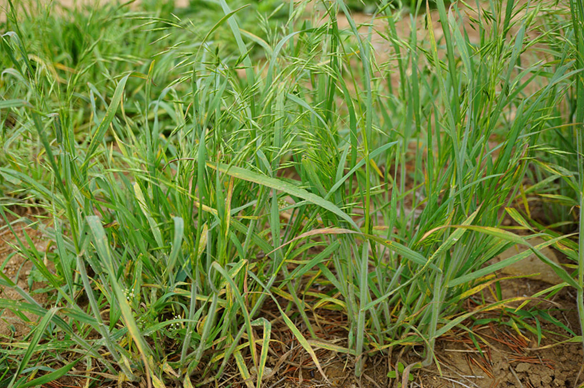 我见到的山东本土植物和园林栽培植物(185) 雀麦