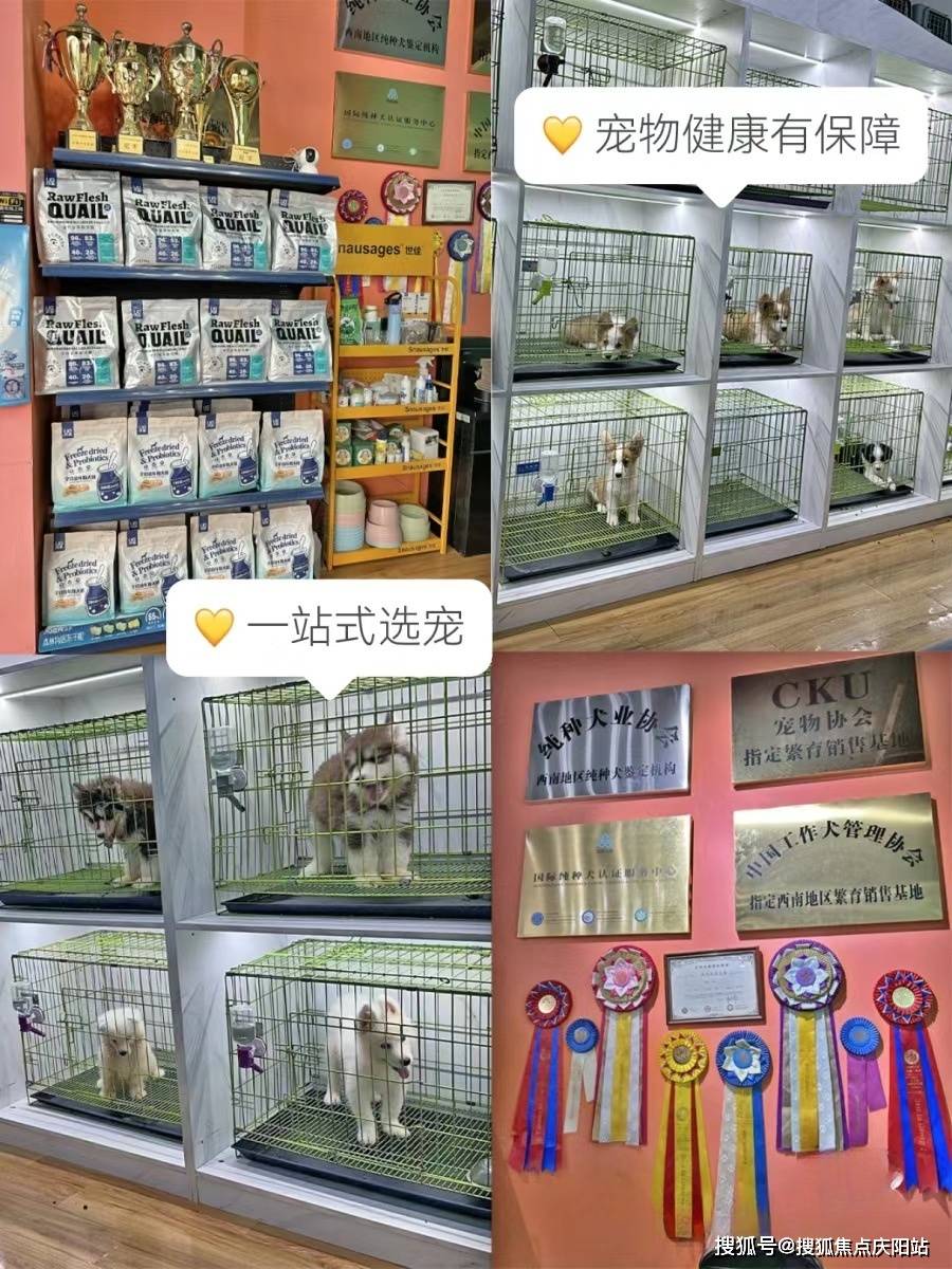 广州买比熊犬首页网站(广州天河区)哪家宠物店有卖比熊犬的